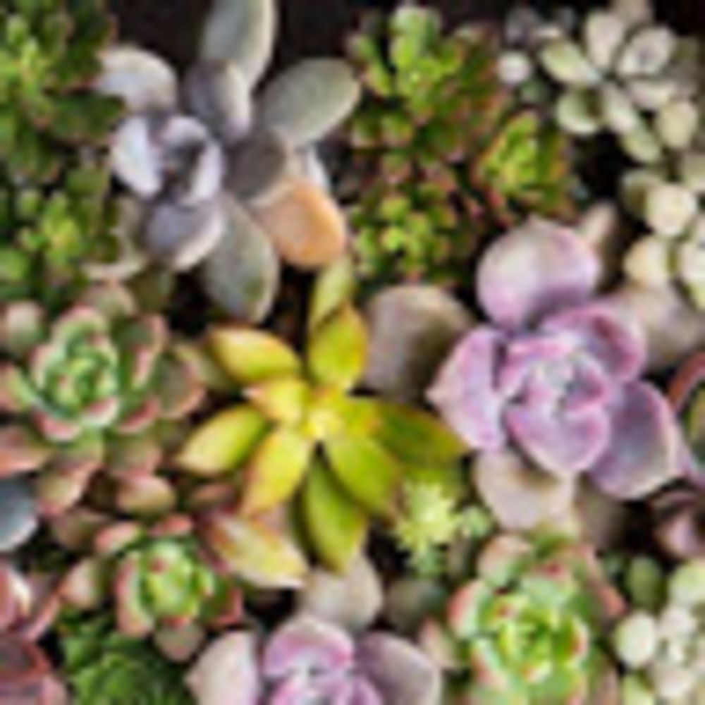 Meet your Posher, Zoe